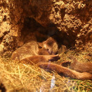 normal_18072012fmt_kindertierpflegerzoosalzburg_mw_12.JPG