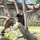 normal_18072012fmt_kindertierpflegerzoosalzburg_mw_28.JPG