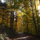 Holz02.jpg