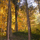 Holz03.jpg