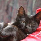 IMG_2624_JPG-1342721068