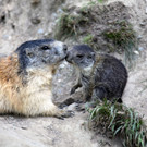 KOE_Wildpark Nachwuchs 6_jpg-1342723015