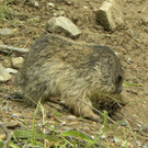 KOE_Wildpark Nachwuchs 7_jpg-1342723025