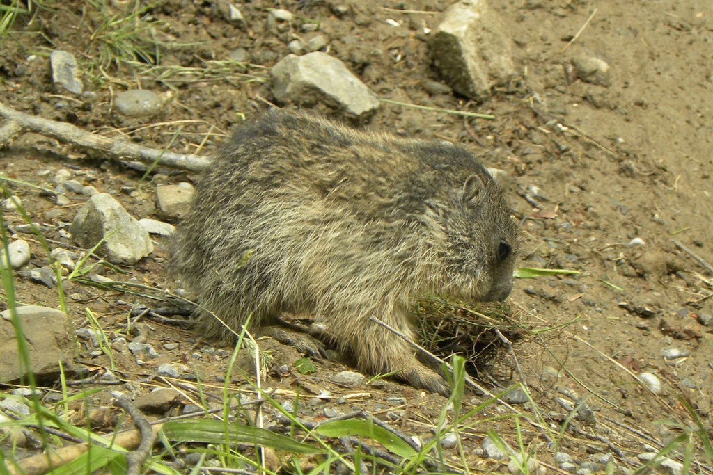 KOE_Wildpark Nachwuchs 7_jpg-1342723025