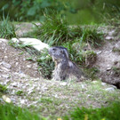 KOE_Wildpark Nachwuchs 8_jpg-1342723033