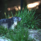 KOE_Wildpark Nachwuchs 9_jpg-1342723039