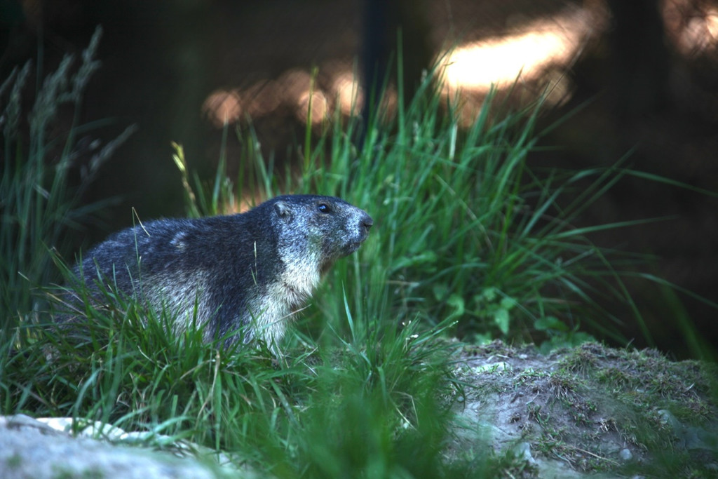 KOE_Wildpark Nachwuchs 9_jpg-1342723039