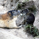 KOE_Wildpark Nachwuchs 10_jpg-1342723048