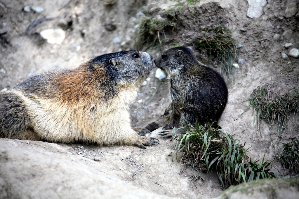 KOE_Wildpark Nachwuchs 10_jpg-1342723048