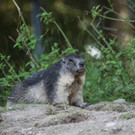 KOE_Wildpark Nachwuchs 11_jpg-1342723054