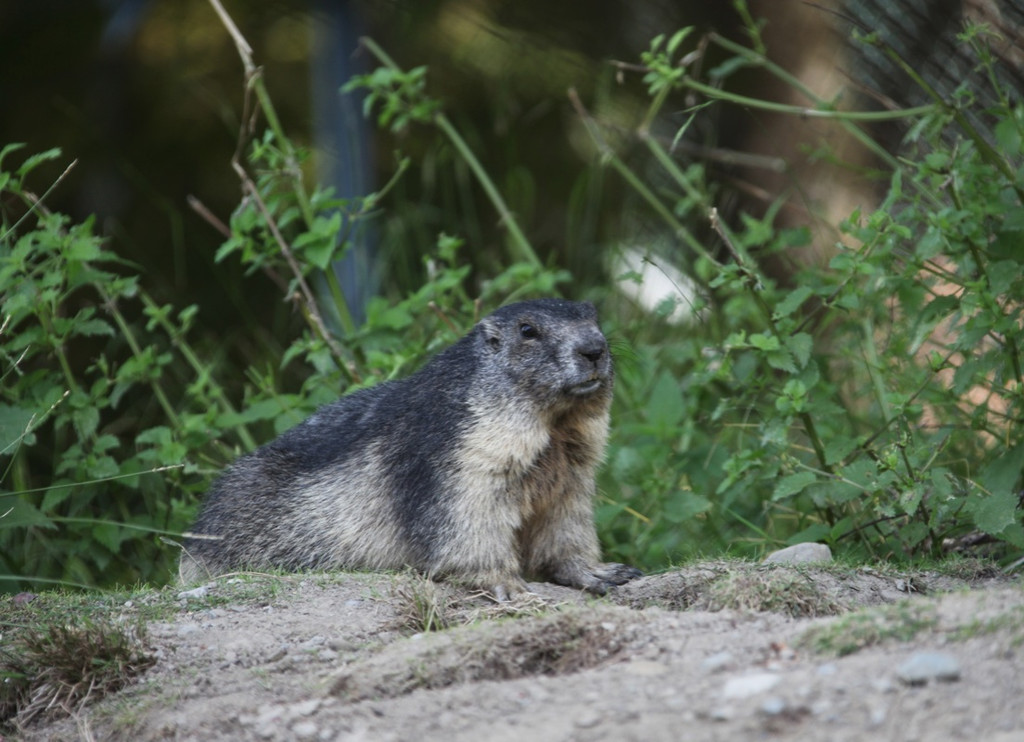 KOE_Wildpark Nachwuchs 11_jpg-1342723054