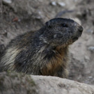 KOE_Wildpark Nachwuchs 12_jpg-1342723059