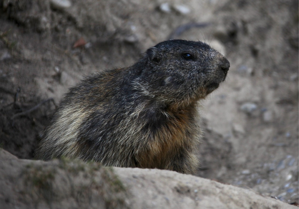 KOE_Wildpark Nachwuchs 12_jpg-1342723059