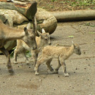 KOE_Wildpark Nachwuchs 14_jpg-1342723075