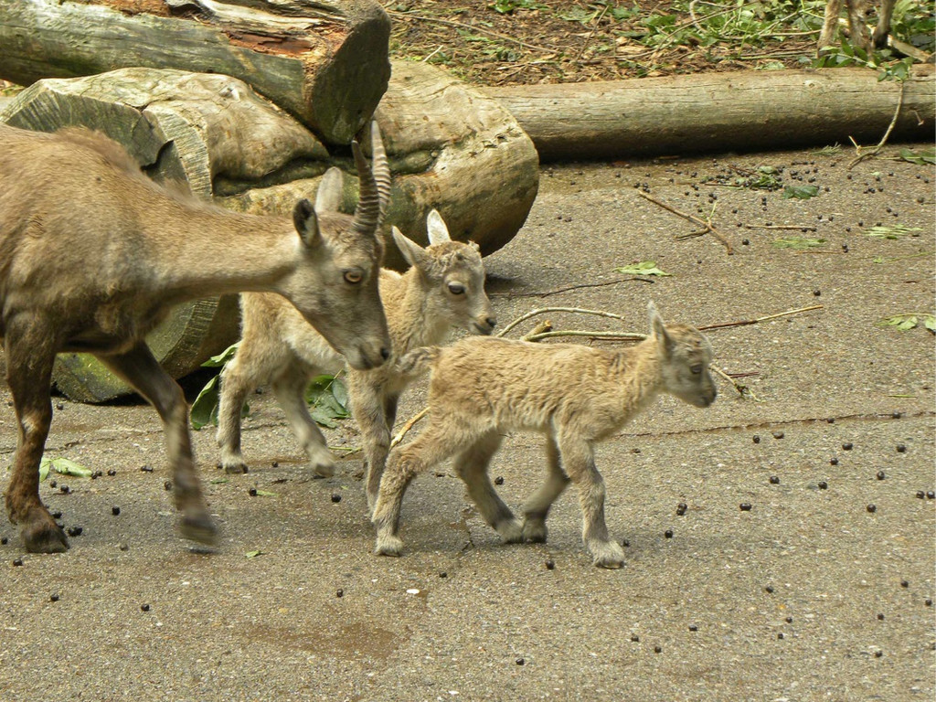 KOE_Wildpark Nachwuchs 14_jpg-1342723075