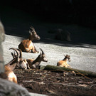 KOE_Wildpark Nachwuchs 15_jpg-1342723081