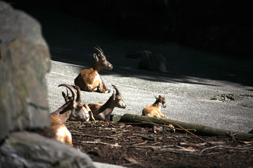 KOE_Wildpark Nachwuchs 15_jpg-1342723081