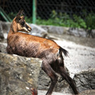 KOE_Wildpark Nachwuchs 16_jpg-1342723088