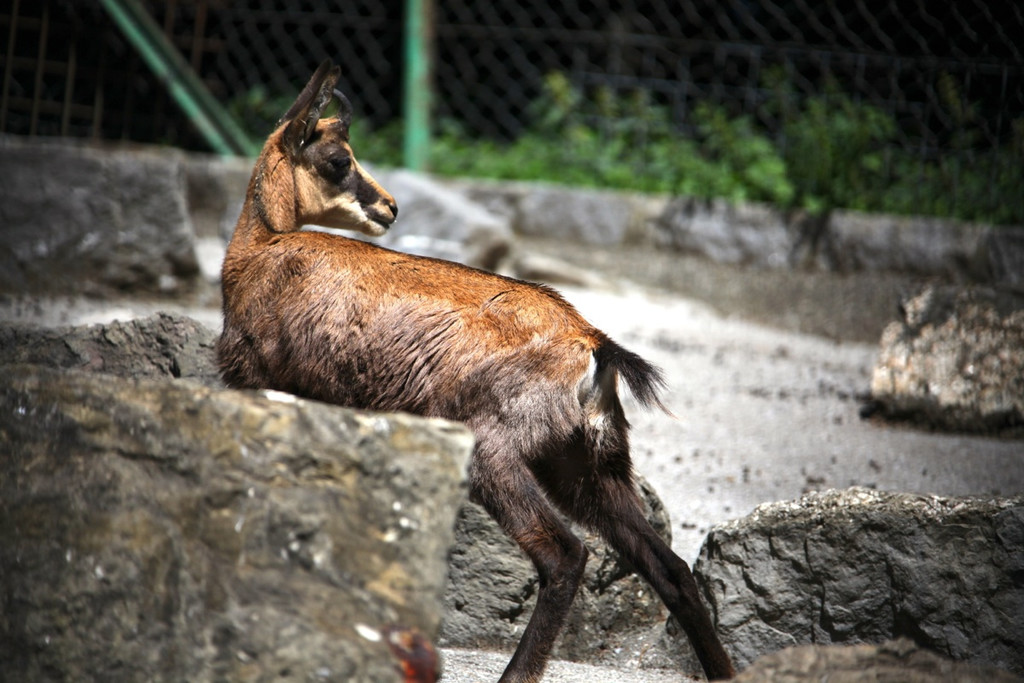 KOE_Wildpark Nachwuchs 16_jpg-1342723088