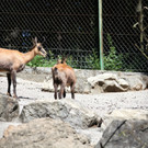 KOE_Wildpark Nachwuchs 17_jpg-1342723097