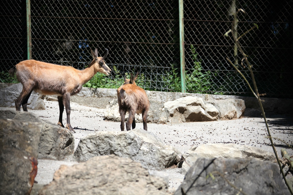 KOE_Wildpark Nachwuchs 17_jpg-1342723097