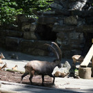 KOE_Wildpark Nachwuchs 19_jpg-1342723109