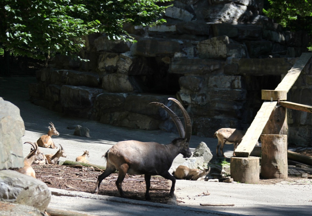 KOE_Wildpark Nachwuchs 19_jpg-1342723109