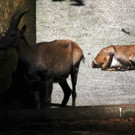 KOE_Wildpark Nachwuchs 20_jpg-1342723115