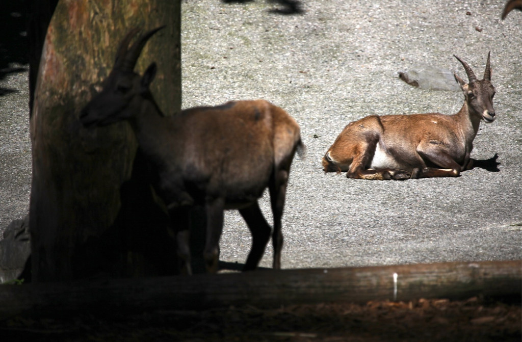 KOE_Wildpark Nachwuchs 20_jpg-1342723115