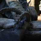 KOE_Wildpark Nachwuchs 21_jpg-1342723121