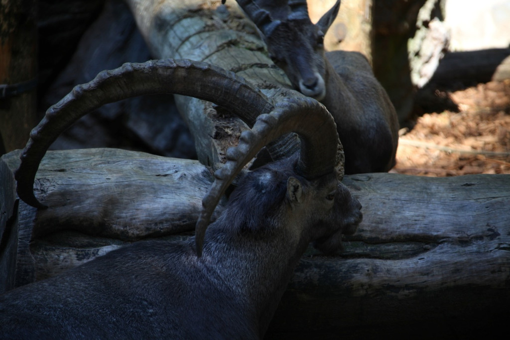 KOE_Wildpark Nachwuchs 21_jpg-1342723121