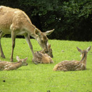 KOE_Wildpark Nachwuchs 22_jpg-1342723128