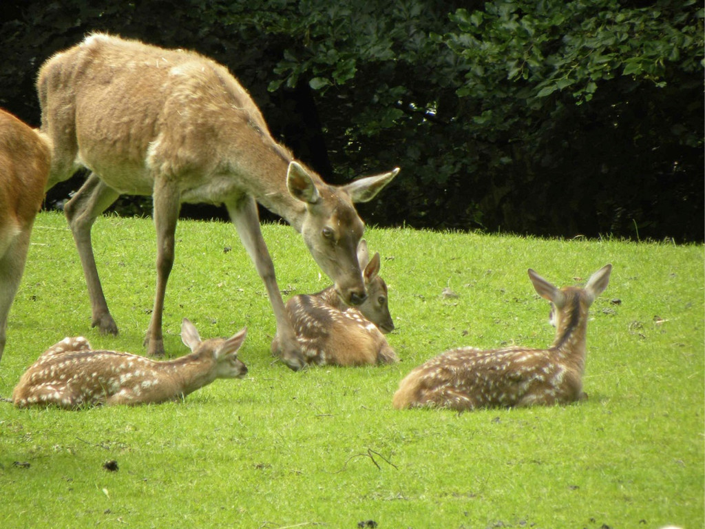 KOE_Wildpark Nachwuchs 22_jpg-1342723128