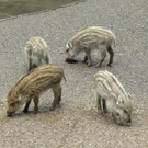 KOE_Wildpark Nachwuchs 24_jpg-1342723148