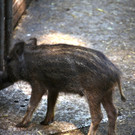 KOE_Wildpark Nachwuchs 25_jpg-1342723155