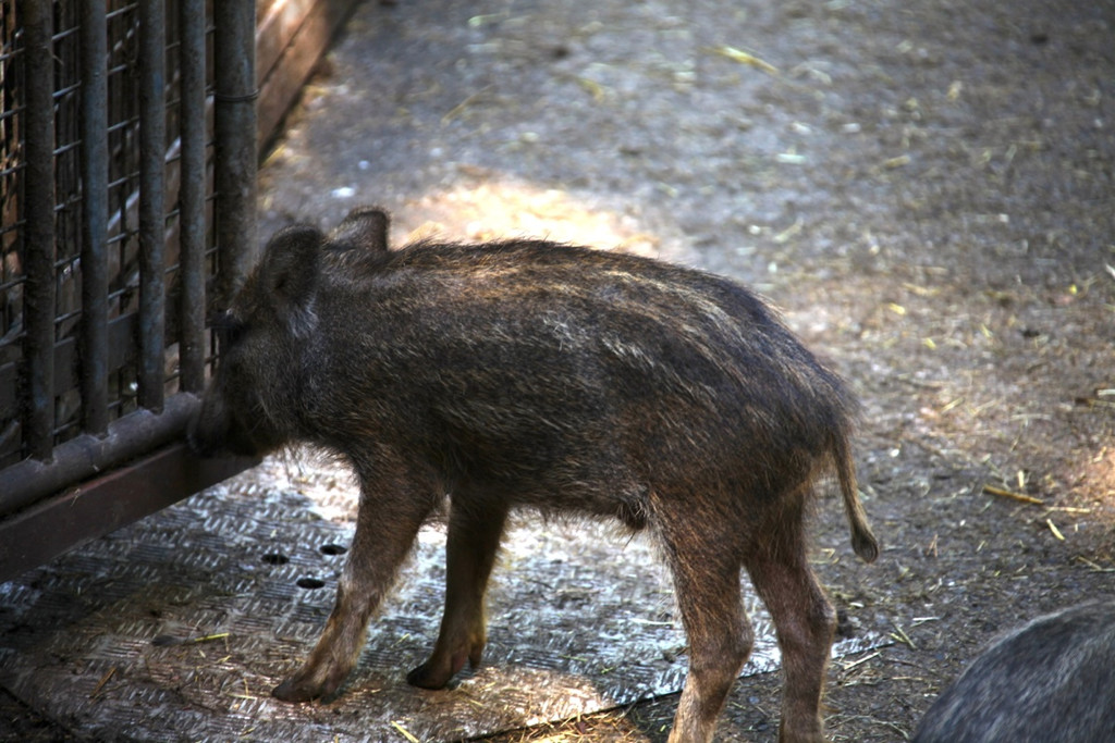 KOE_Wildpark Nachwuchs 25_jpg-1342723155