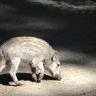 KOE_Wildpark Nachwuchs 26_jpg-1342723161