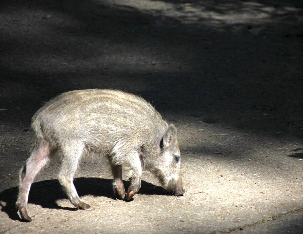 KOE_Wildpark Nachwuchs 26_jpg-1342723161