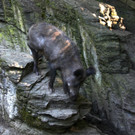 KOE_Wildpark Nachwuchs 27_jpg-1342723169