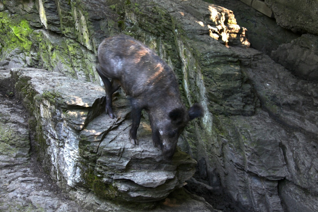 KOE_Wildpark Nachwuchs 27_jpg-1342723169