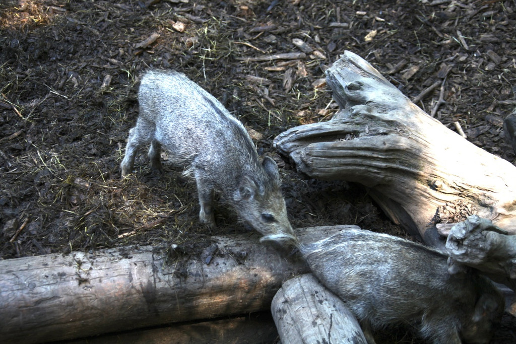 KOE_Wildpark Nachwuchs 28_jpg-1342723178