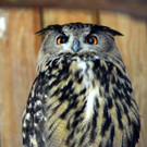 KOE_Wildpark Nachwuchs 35_jpg-1342723245