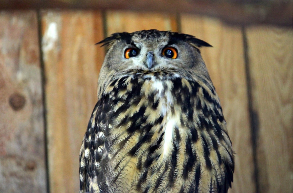 KOE_Wildpark Nachwuchs 35_jpg-1342723245