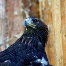 KOE_Wildpark Nachwuchs 38_jpg-1342723271