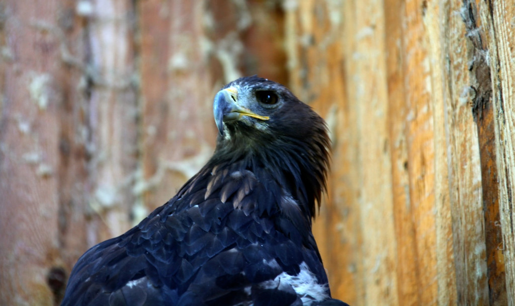 KOE_Wildpark Nachwuchs 38_jpg-1342723271