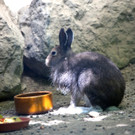 KOE_Wildpark Nachwuchs 39_jpg-1342723278