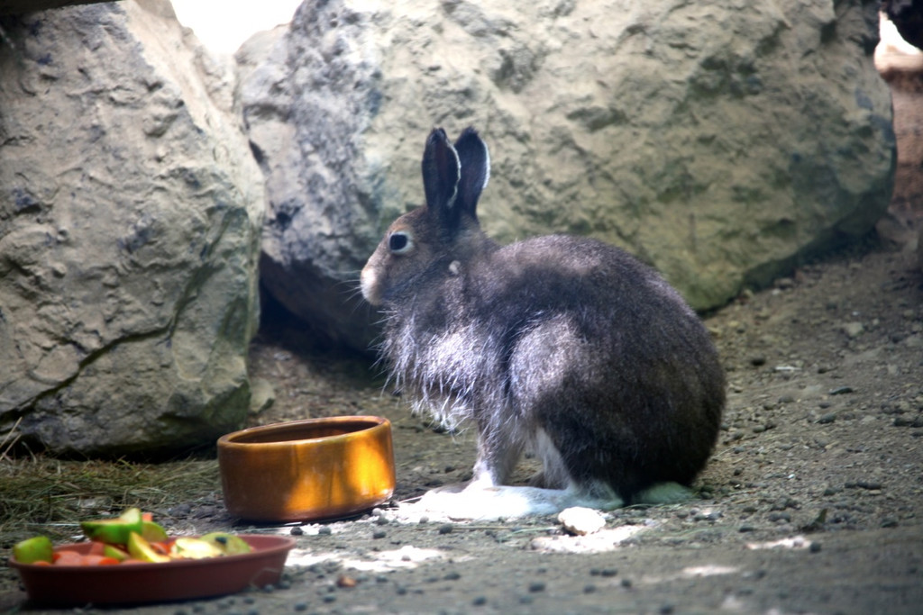 KOE_Wildpark Nachwuchs 39_jpg-1342723278