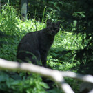 KOE_Wildpark Nachwuchs 42_jpg-1342723302