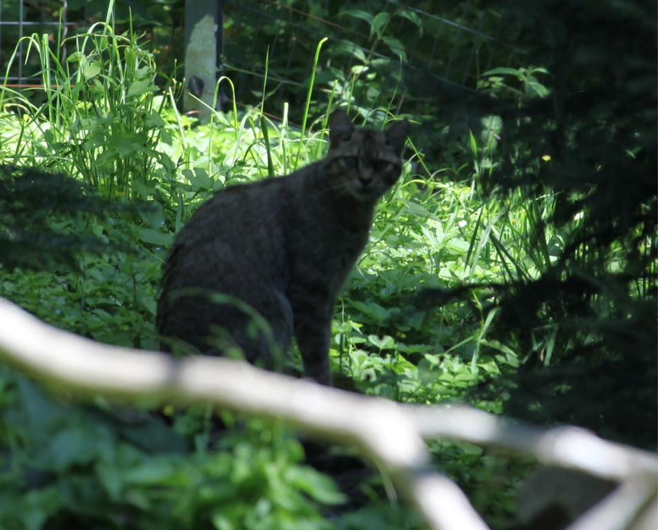 KOE_Wildpark Nachwuchs 42_jpg-1342723302