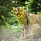 KOE_Wildpark Nachwuchs 43_jpg-1342723309